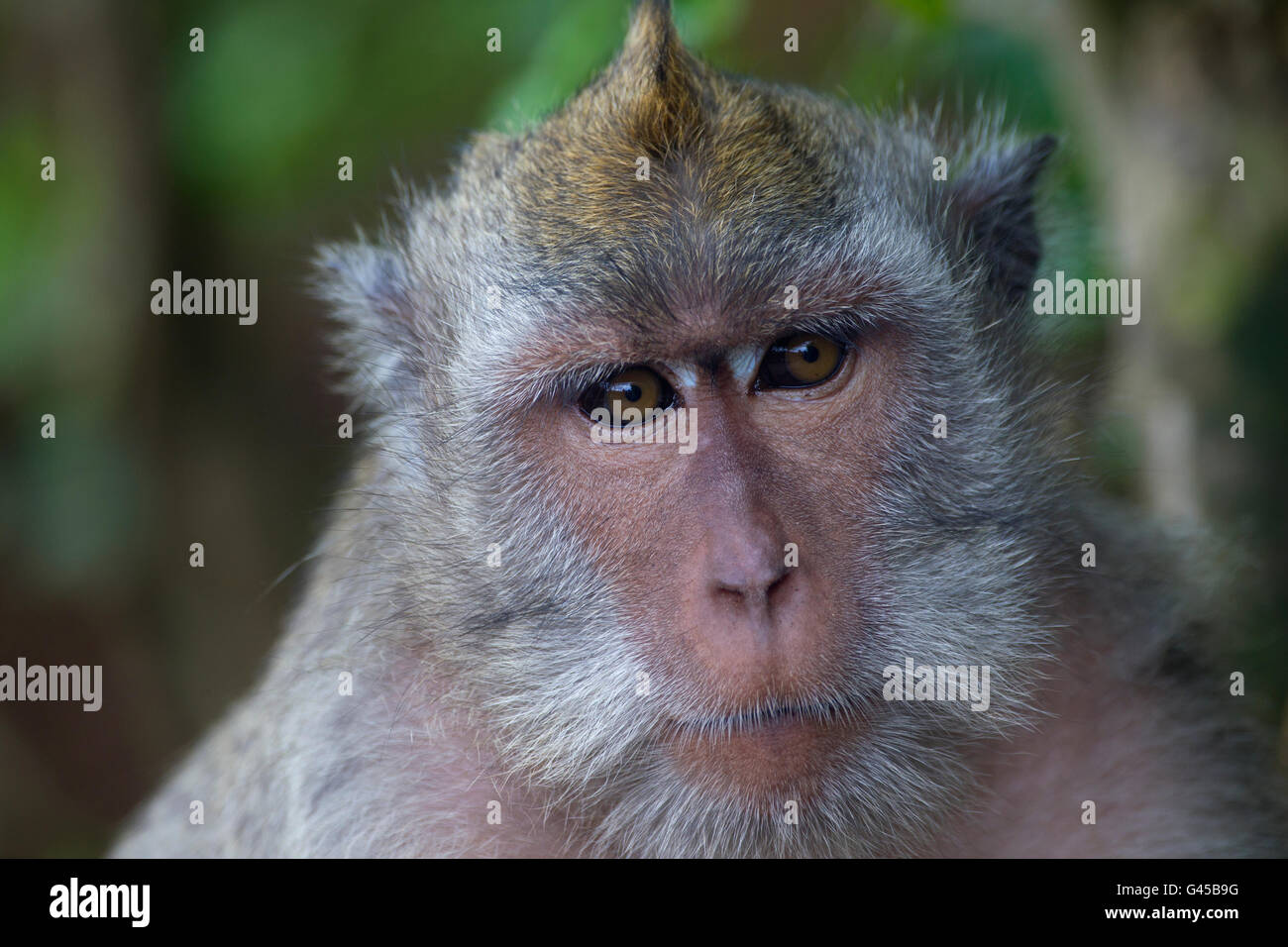 Portrait of a Macaque in Bali, Indonesia Stock Photo