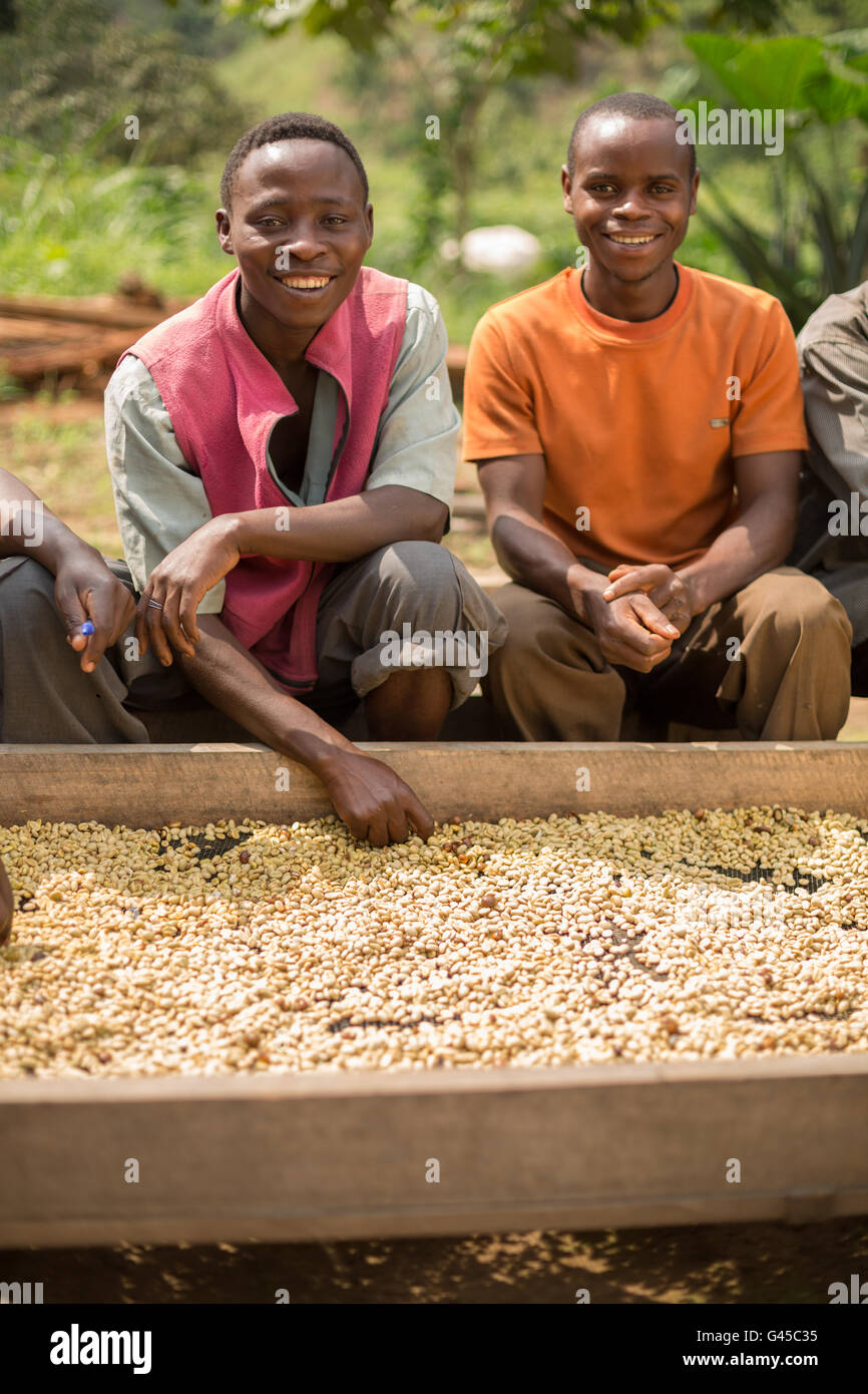 Coffee beans are sorted and dried on drying beds by farmers at a cooperative in Kasese District, Uganda. Stock Photo