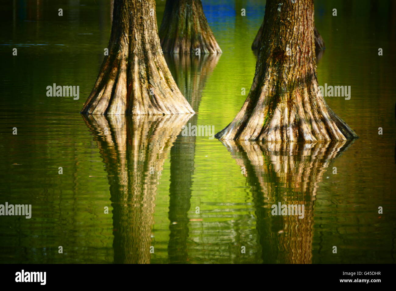 Water Spring Tree Spring tree hi-res stock photography and images - Alamy