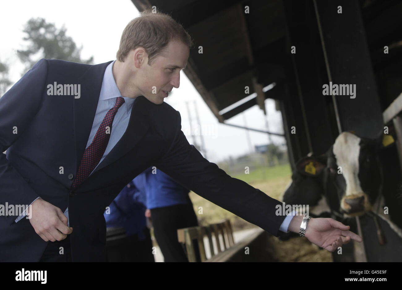 Prince William pets a cow during a visit to Greenmount Agriculture College in Co. Antrim, Prince William visited the college with Kate Middleton during their one day visit to Northern Ireland. Stock Photo