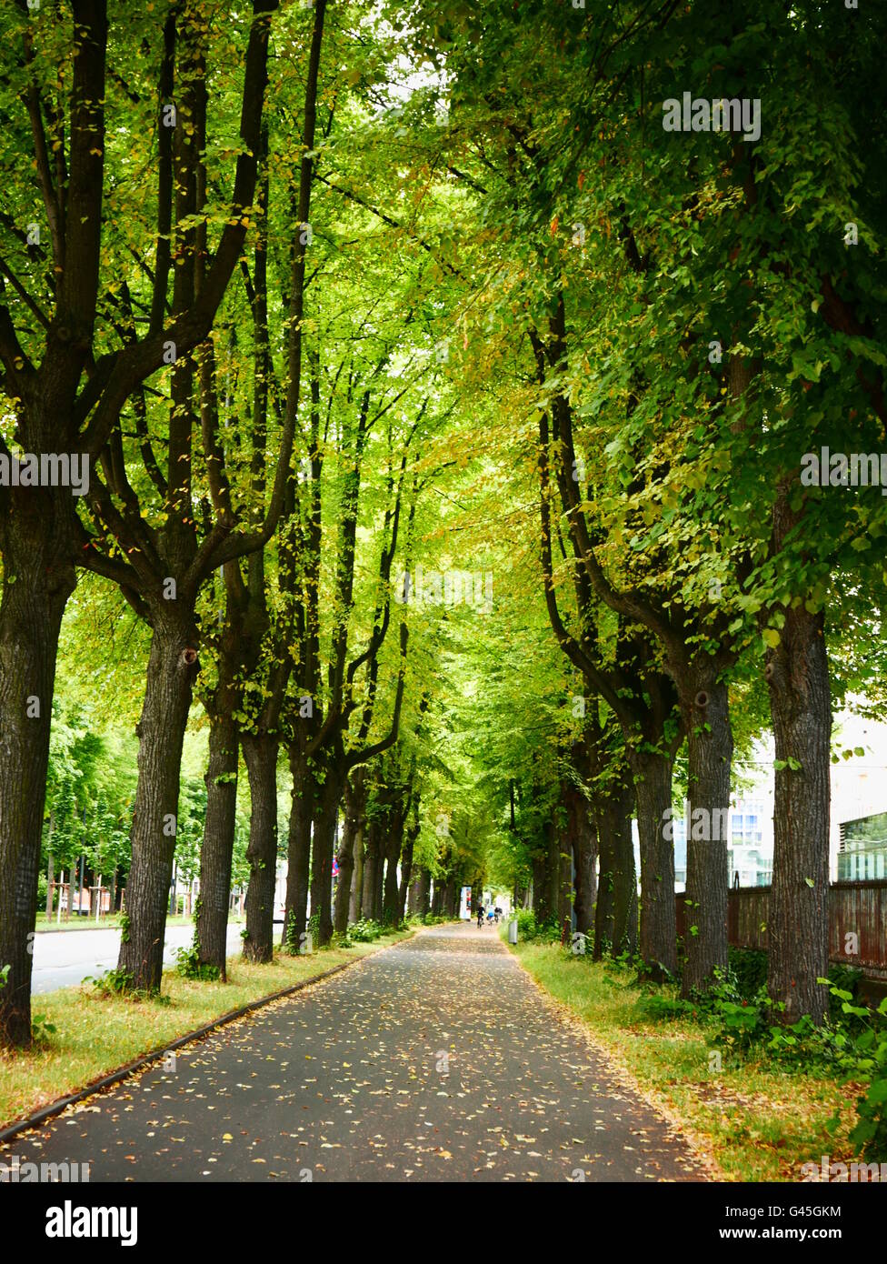 Europe Germany Cologne Koln Koeln green tree lane Stock Photo