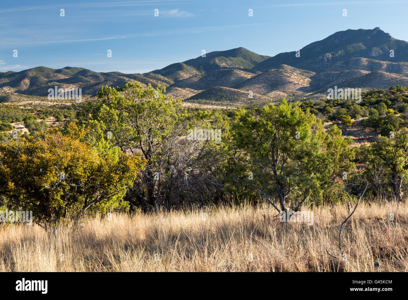 Oak and juniper trees growing in the Canelo Hills below the Huachuca
