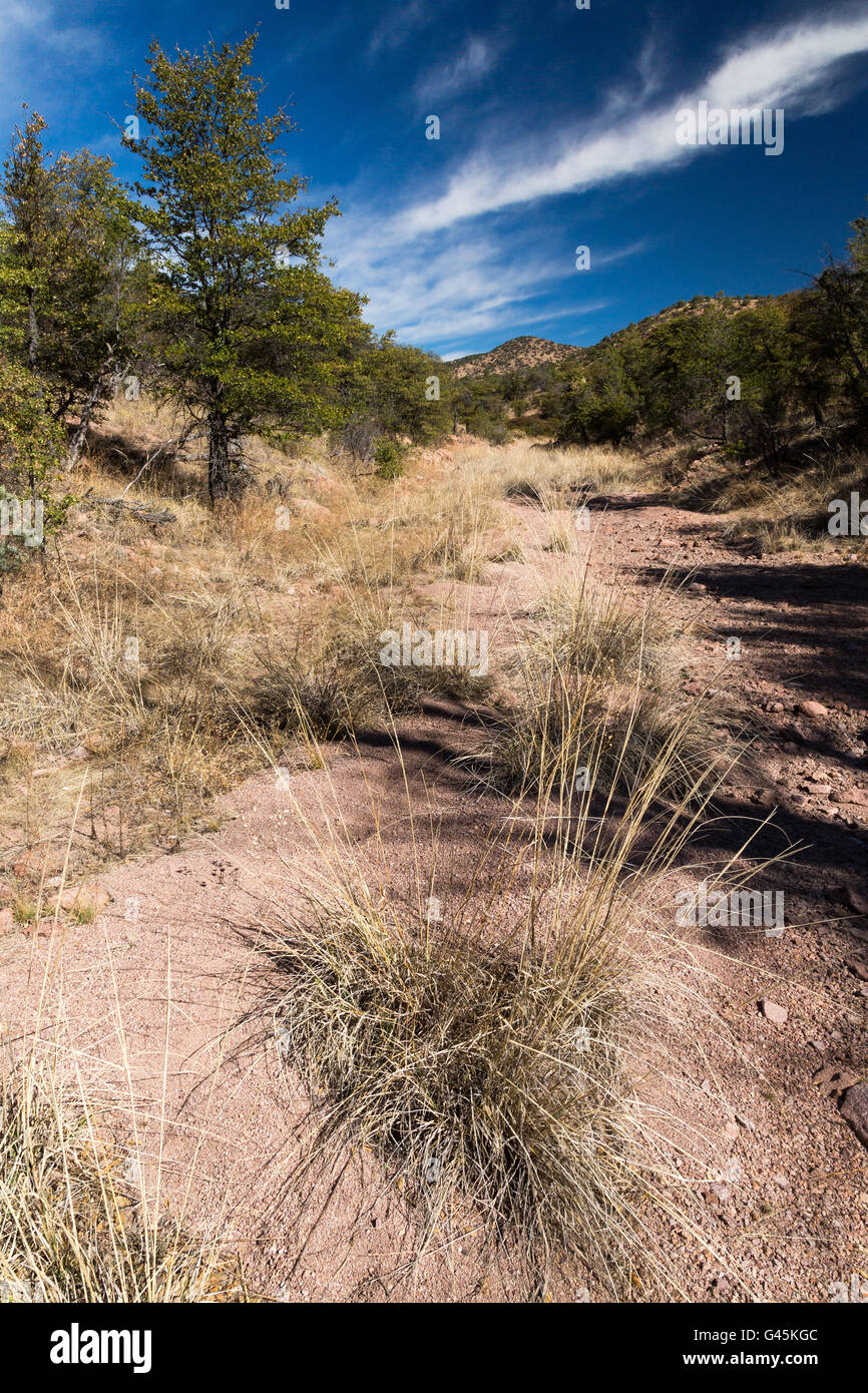 A dry creek bed bending through a forest of oak trees in the Canelo ...