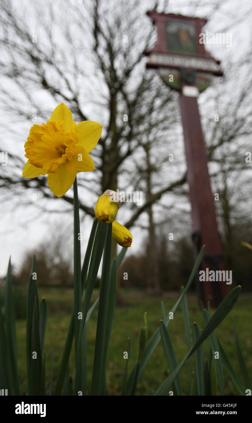 The village stages one of the uks biggest daffodil festivals hires stock photography and images