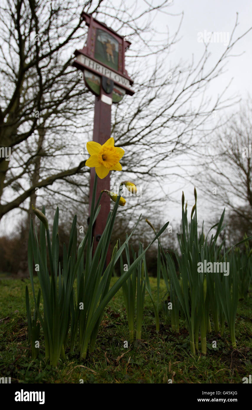 Village stages one uks biggest daffodil festivals hires stock