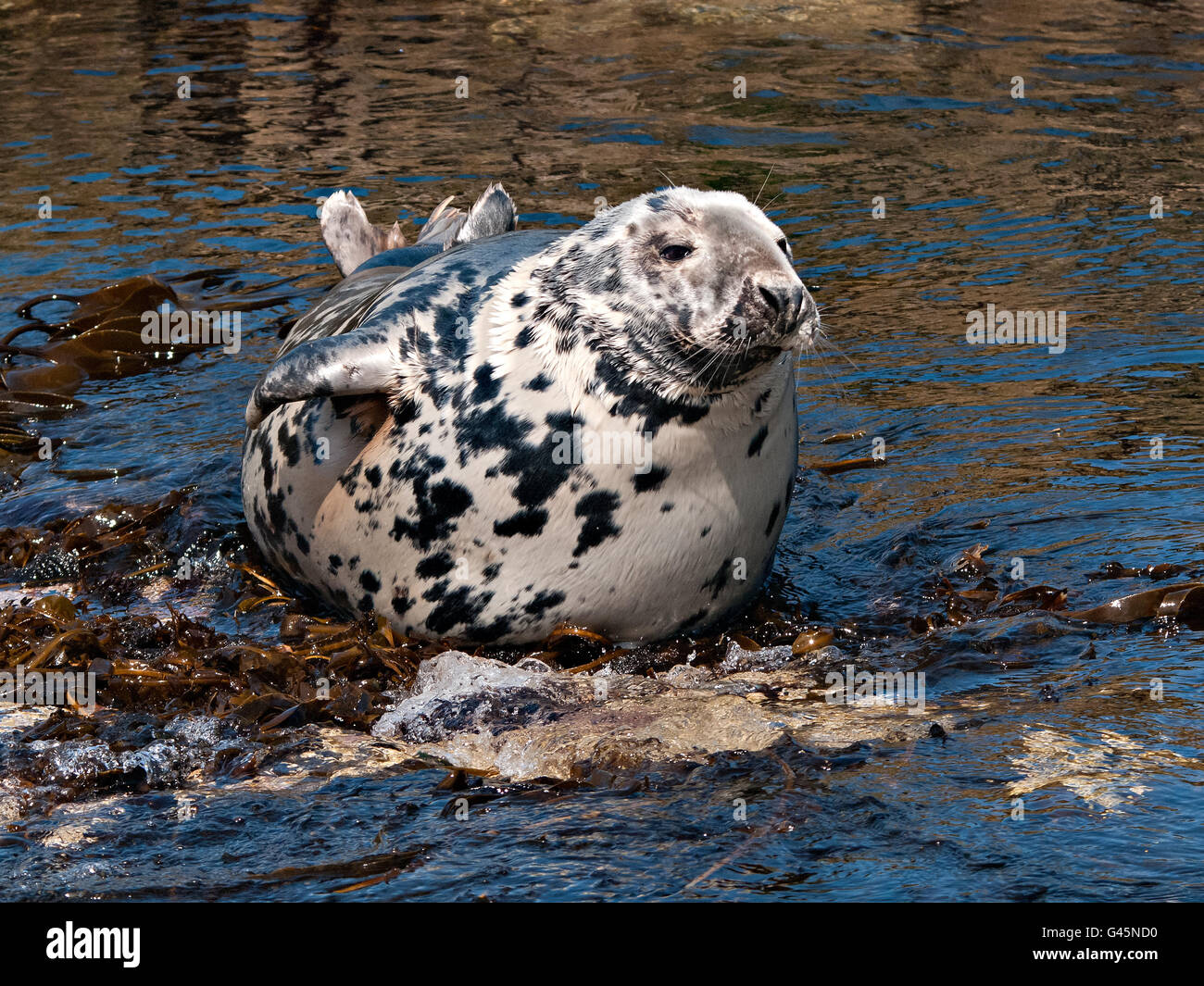 Atlantic grey seal on rocks Stock Photo Alamy