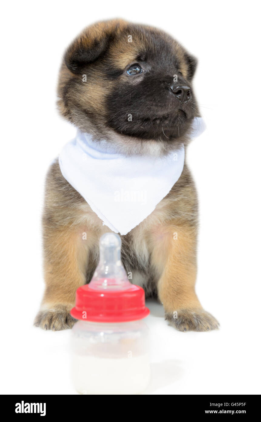 Cute baby of the dogs black and brown sitting beside bottles of milk unhappy on isolated white background Stock Photo