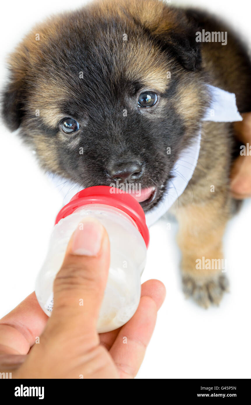 Baby of the dogs with black brown cute eating milk from a bottle ...