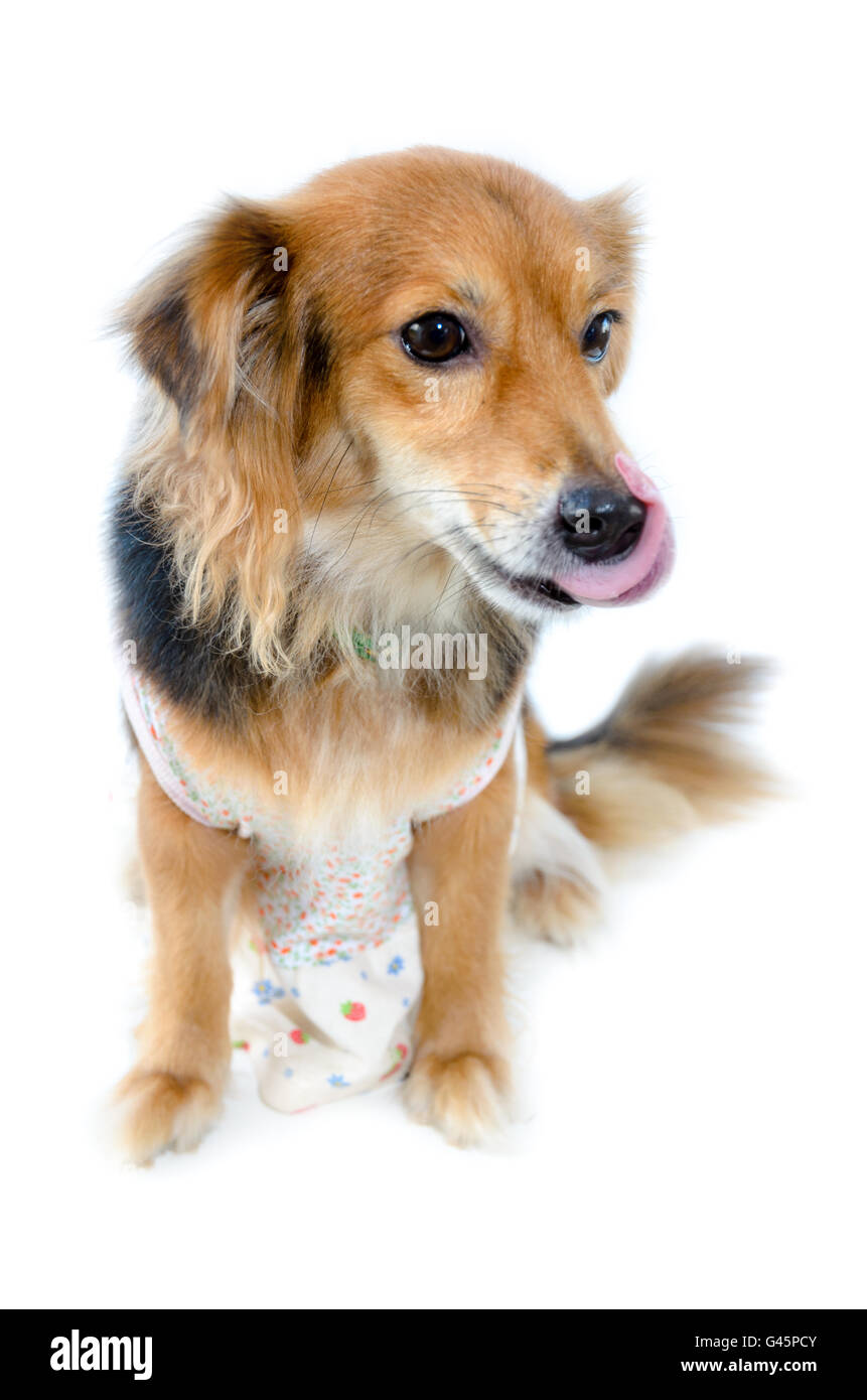 Beautiful dog with black brown wear clothing sitting with hungry on isolated white background Stock Photo
