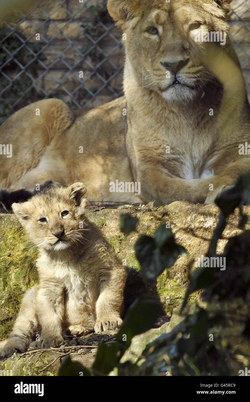 Mum Shiva relaxes in the sun with her lion cubs inside the lion enclosure at Bristol Zoo Gardens, after she gave birth on Christmas Eve 2010 to the two as yet unnamed offspring. Stock Photo