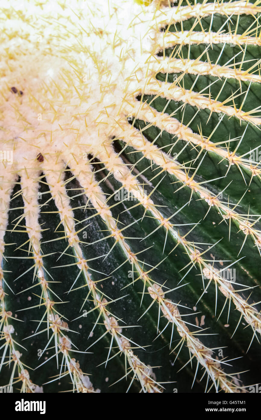 Detail of the golden barrel cactus (Echinocactus grusonii) Stock Photo