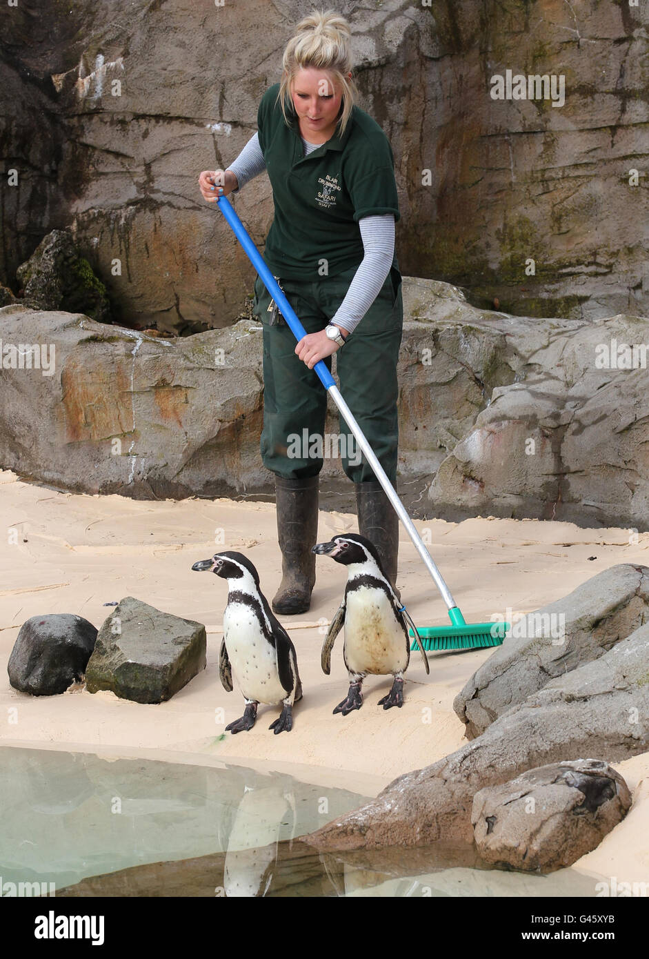 Photo. Animal keeper Kirsty McQuade sweeps the penguin enclosure at Blair Drummond Safari park in Stirling as staff make final preparations to animal enclosures before the park opens this Saturday for the 2011 season. Stock Photo