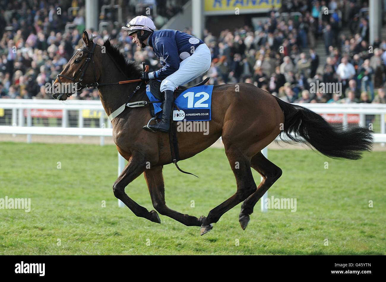 Mr Moonshine ridden by Henry Oliver goes to post for the Pertemps Final (Listed Handicap Hurdle) on St Patrick's Day, during the Cheltenham Festival Stock Photo