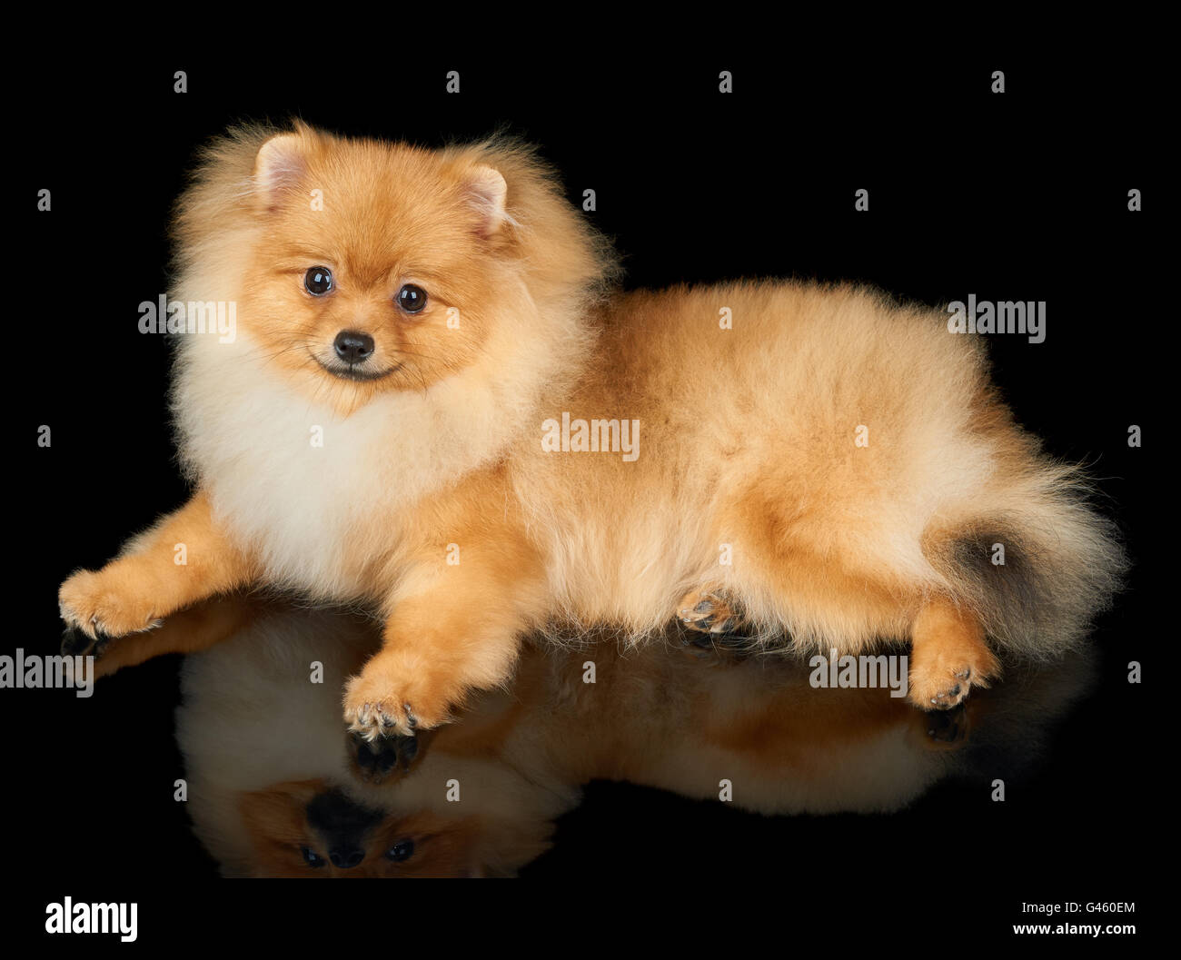 One red Pomeranian spitz lies on black isolated background Stock Photo