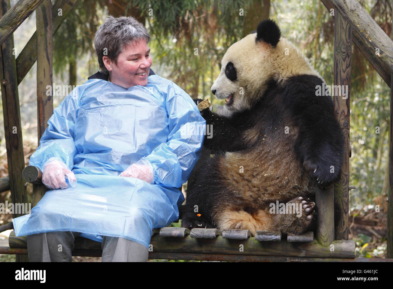 Pandas For Edinburgh Zoo Stock Photo Alamy Pandas For Edinburgh Zoo Stock Photo Alamy