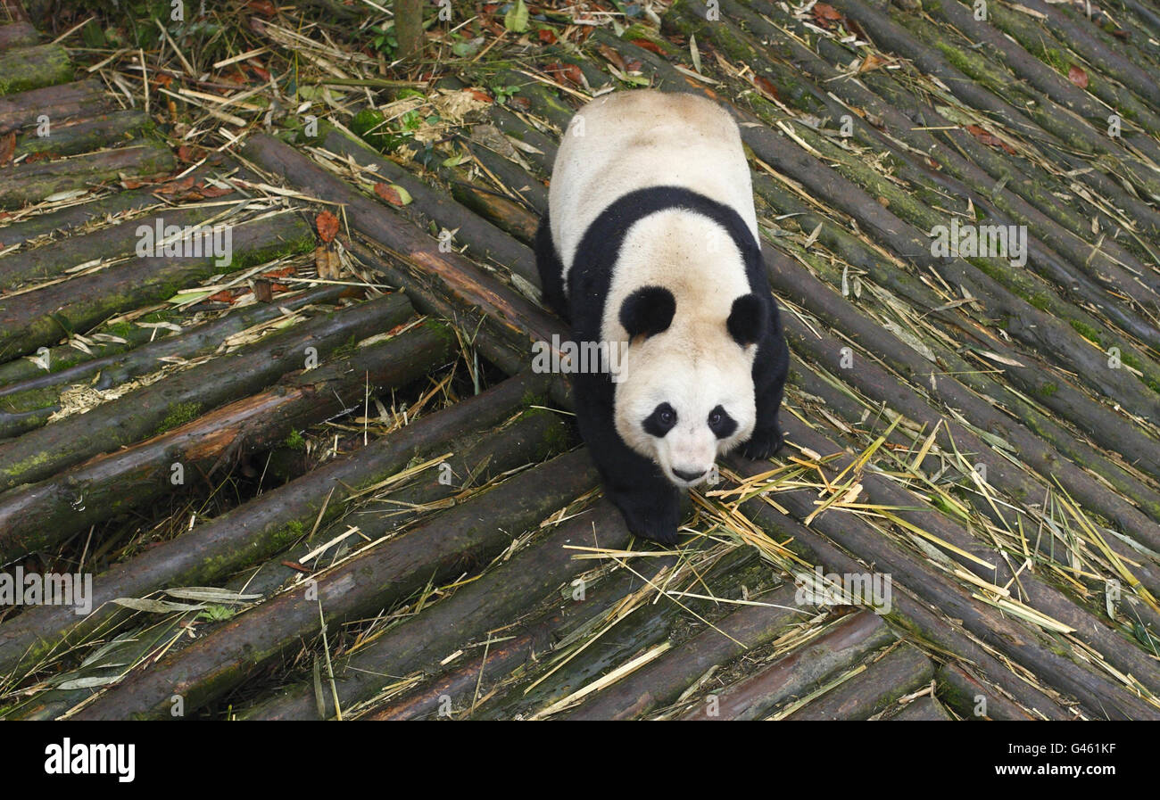 Pandas for Edinburgh Zoo Stock Photo Alamy