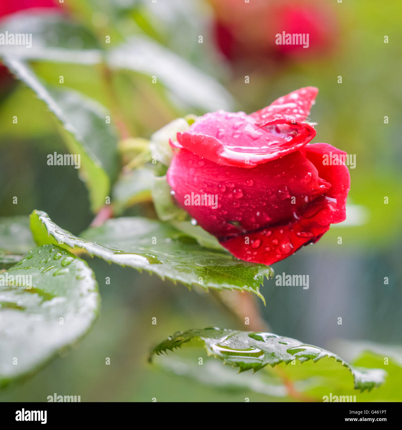 red rose bud under the rain close up Stock Photo - Alamy