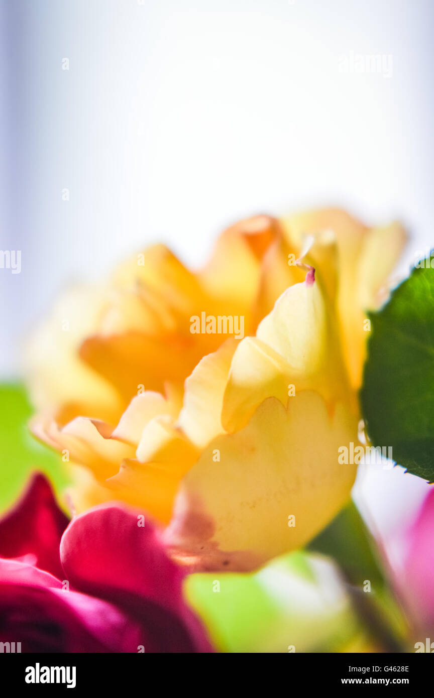 Ethereal themes hi-res stock photography and images - Alamy