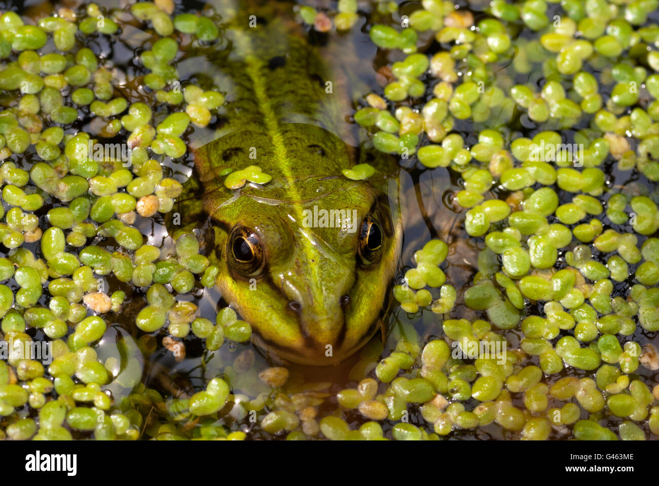 Frog puts out his head above the duckweed Stock Photo