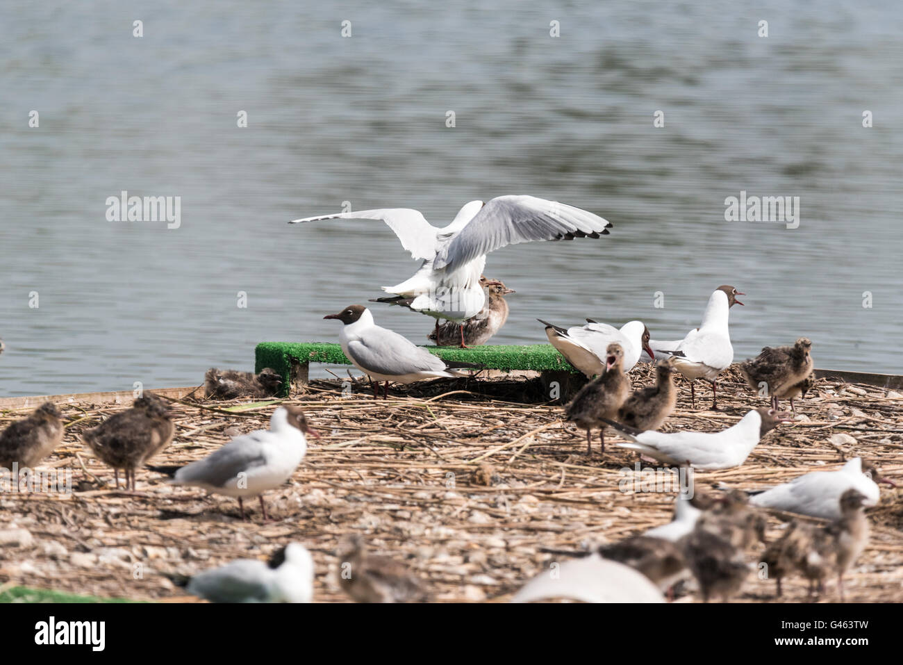 A pair of mating Black Headed Gulls Stock Photo
