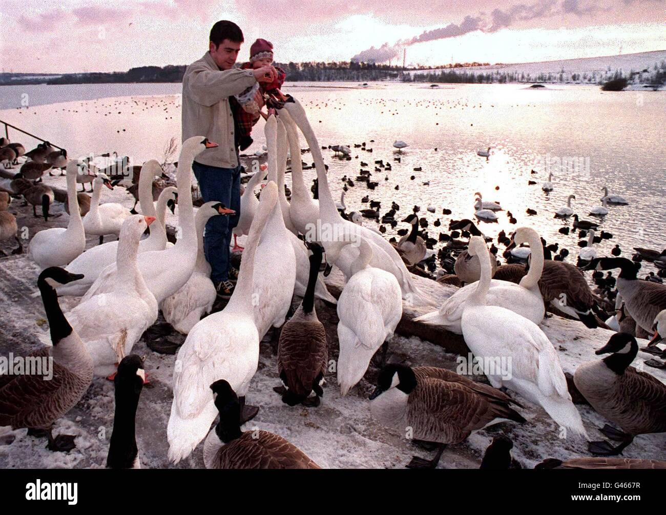 Beginning to bite, starving swans, geese and ducks are fed at Fairburn Ings, North Yorkshire today (Fri) after days of sub zero temperatures left the water they normally live on almost totally frozen over. See PA story WEATHER Cold. Photo by John Giles/PA. Stock Photo