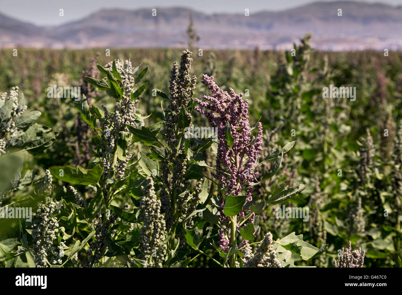 Quinoa growing outdoors hires stock photography and images Alamy