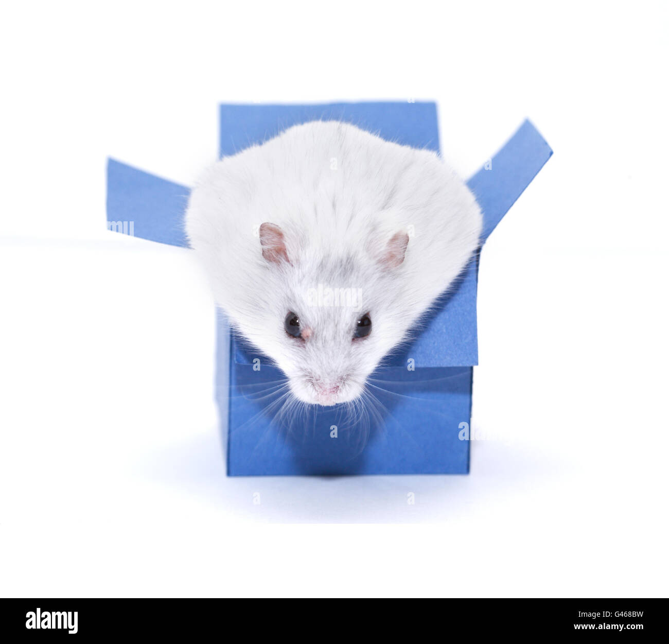 Hamster escape from cardboard box on white background Stock Photo Alamy