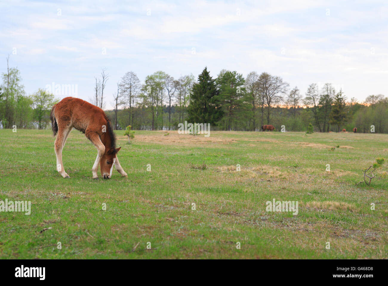 Beautiful alone colt with sprawling legs eating grass on big green ...