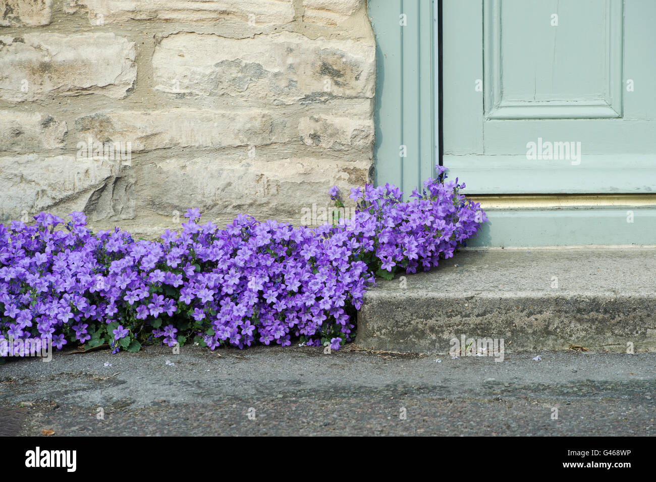 Campanula Portenschlagiana. Wall bellflower growing on a house doorstep. Oxfordshire, England Stock Photo