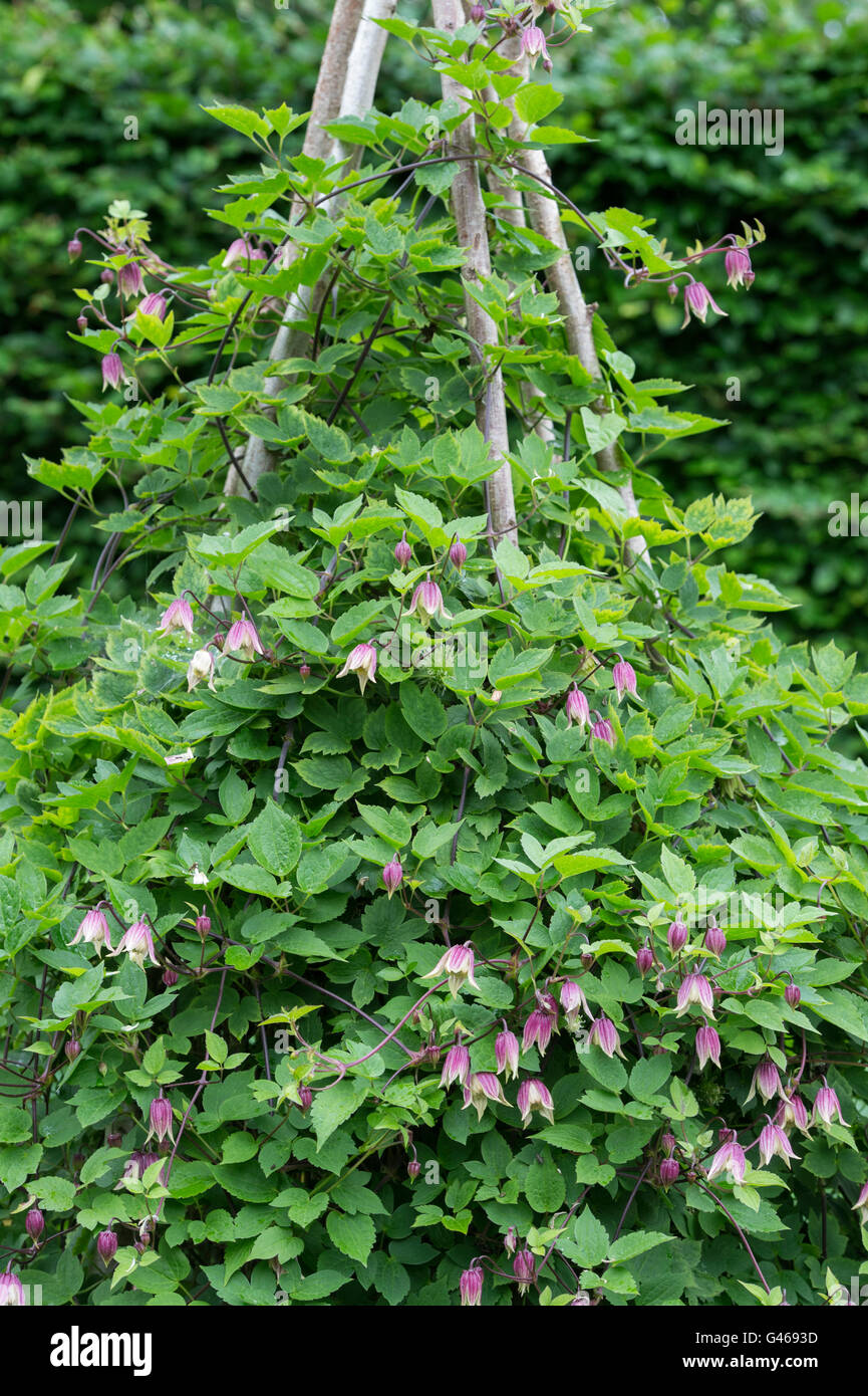 Clematis Alpina 'Willy' growing up a hazel stick wigwam in a garden. Cotswolds, England Stock Photo