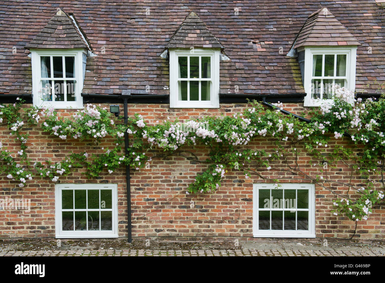 Rose 'Paul's Himalayan Musk'. Rambling Rose growing on a house in the  cotswolds. Ashton under Hill, Worcestershire, England Stock Photo - Alamy