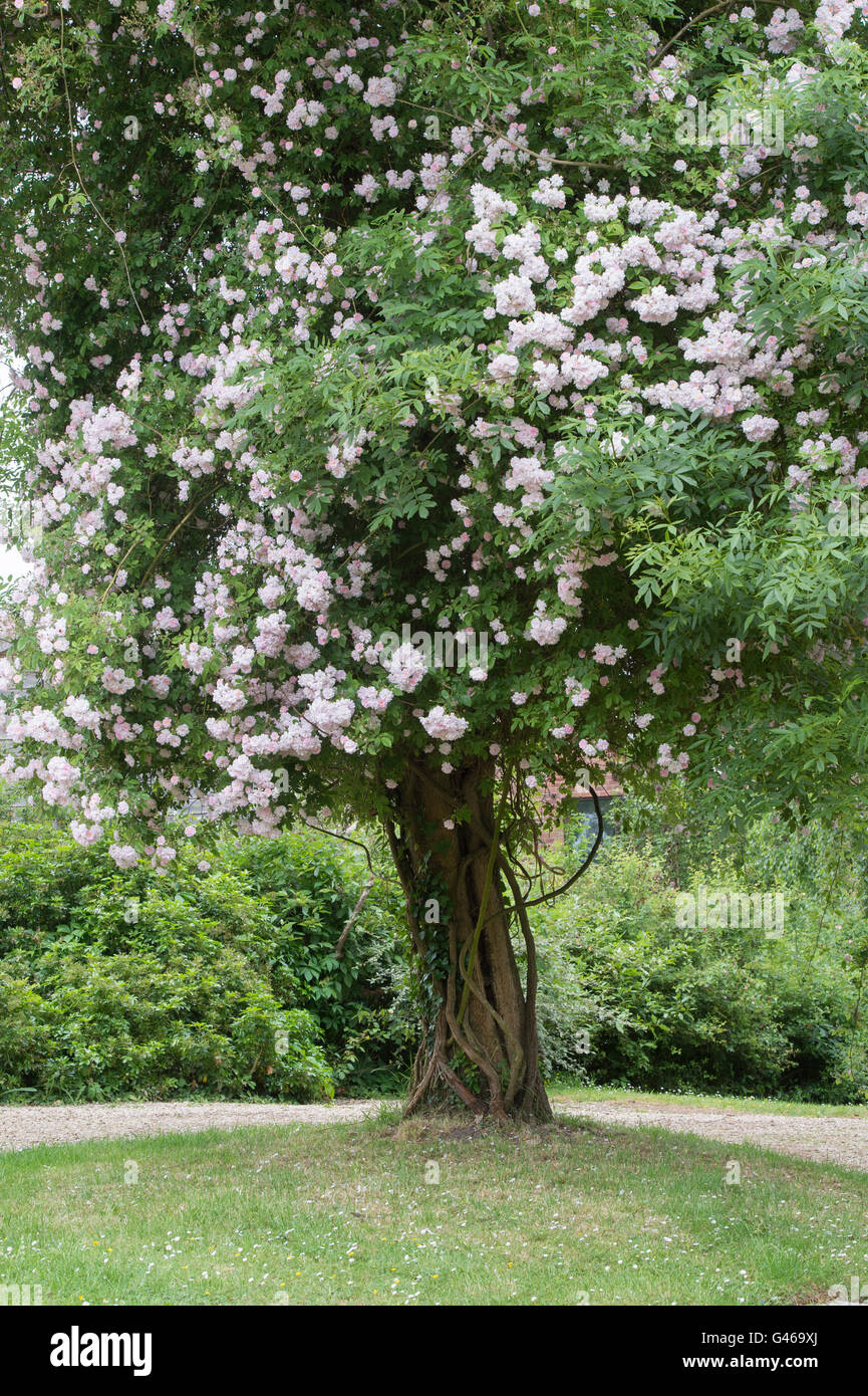 Rose 'Paul's Himalayan Musk'. Rambling Rose growing on a tree in a cotswold  garden. Ashton under Hill, Worcestershire, England Stock Photo - Alamy