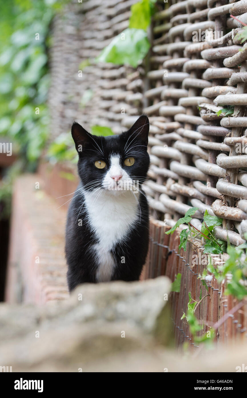 Young Black and white cat sat on a garden wall. UK Stock Photo - Alamy