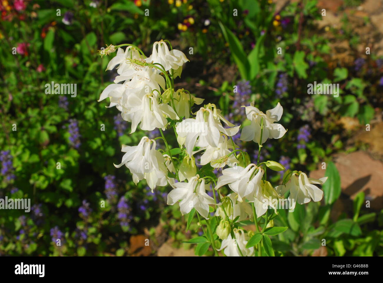 Columbine flowers, aquilegia vulgaris Stock Photo