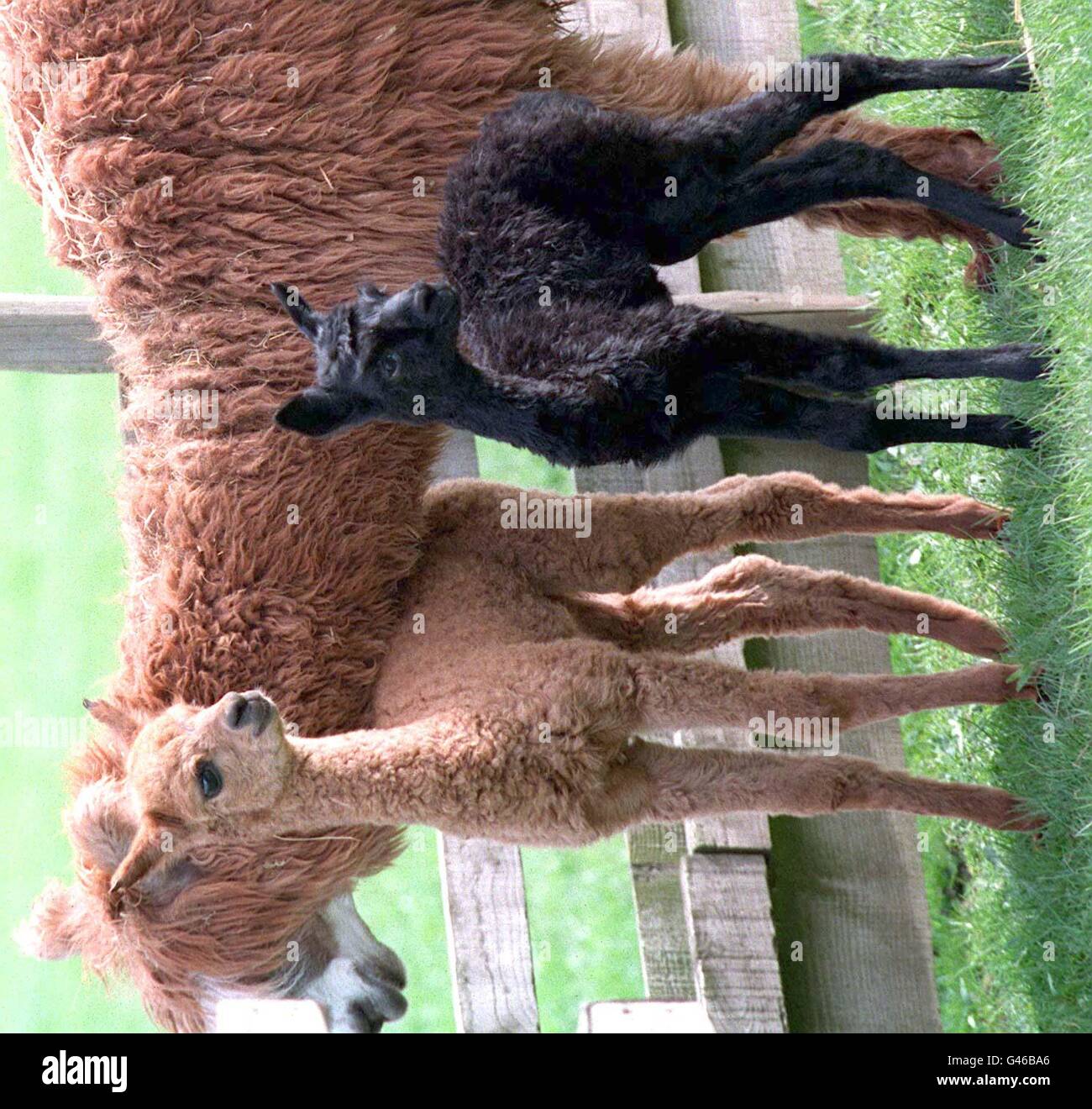 ANIMALS Alpacas3 Stock Photo
