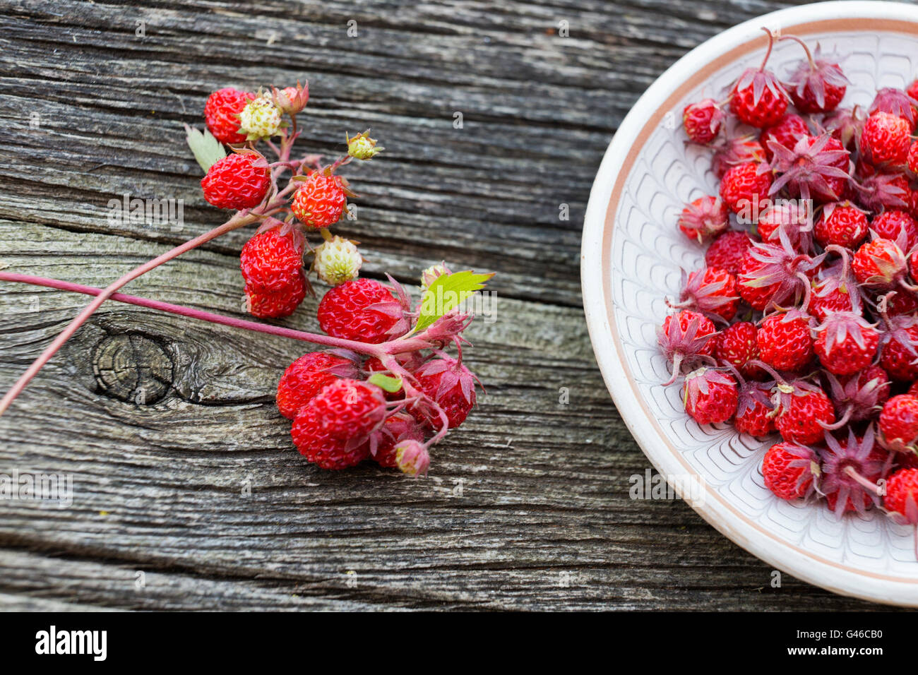 Virginia strawberry, wild strawberry, or common strawberry (Fragaria virginiana) on a plate Stock Photo