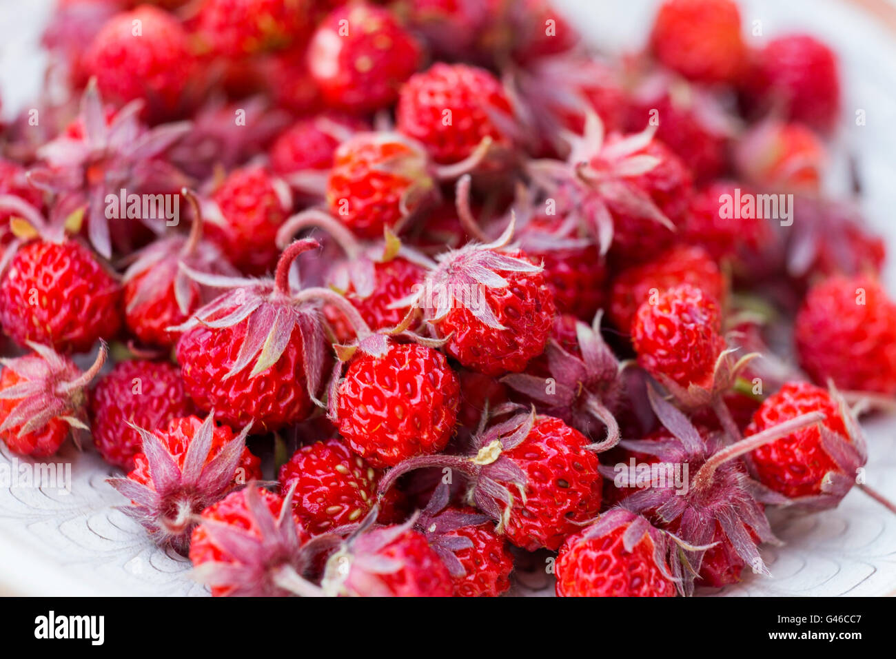 Virginia strawberry, wild strawberry, or common strawberry (Fragaria