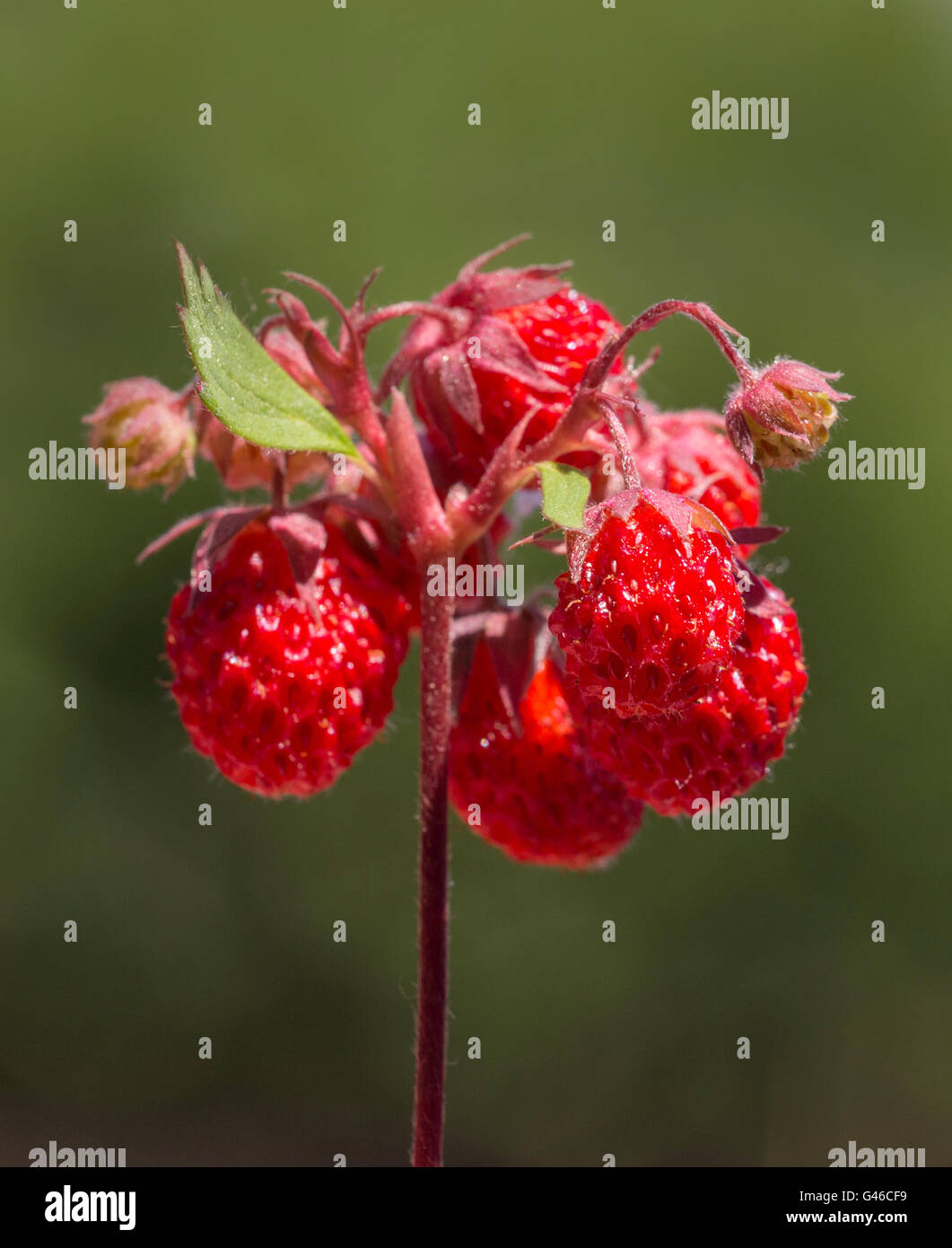 wild strawberry plant with fruits isolated on green background Stock ...