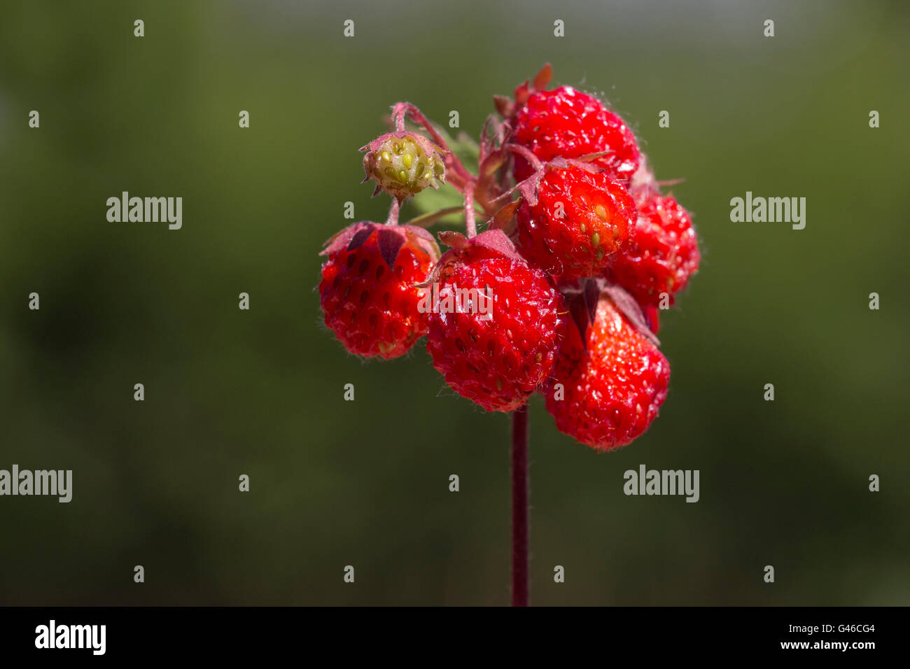 wild strawberry plant with fruits isolated on green background Stock ...