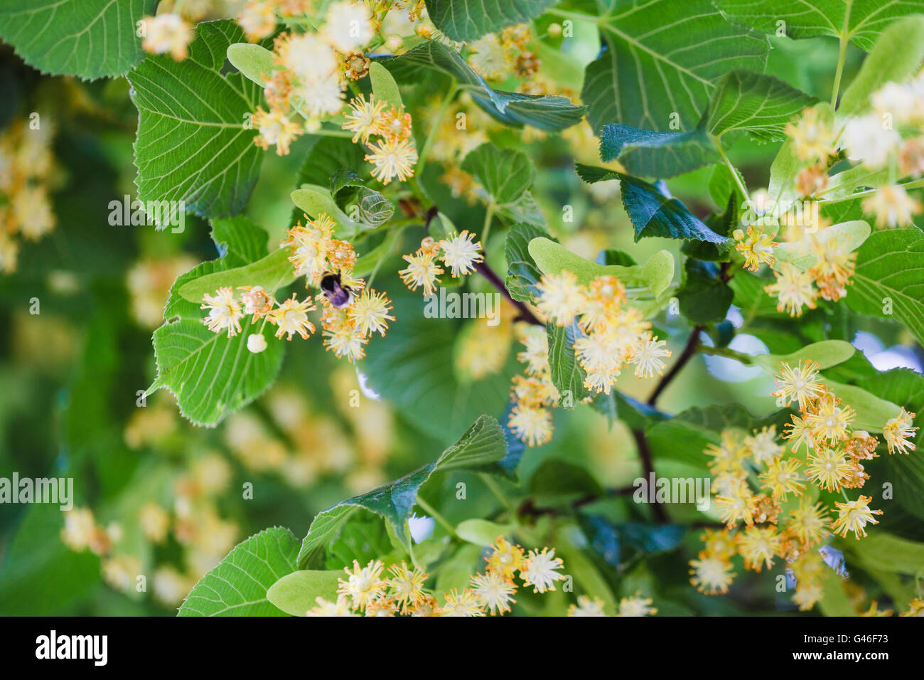 Linden tree blossom hires stock photography and images Alamy