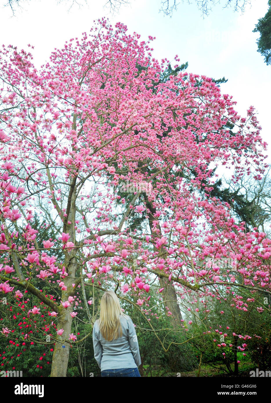 Goddess magnolia hires stock photography and images Alamy
