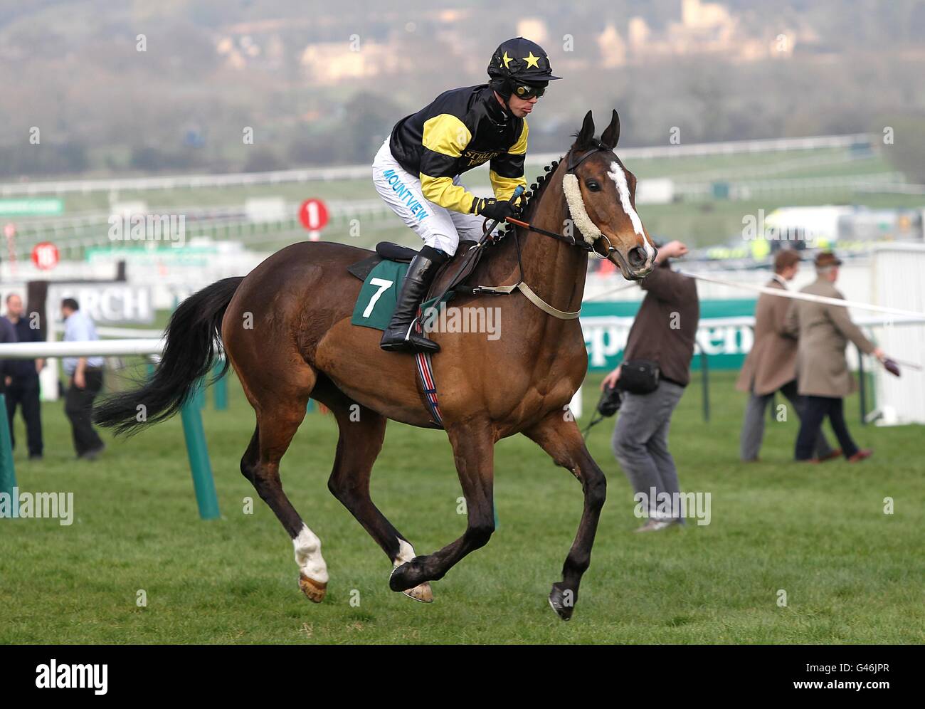 La Vecchia Scuola ridden by Graham Lee going to post prior to the David Nicholson Mares' Hurdle Race on Centenary Day, during the Cheltenham Festival. Stock Photo