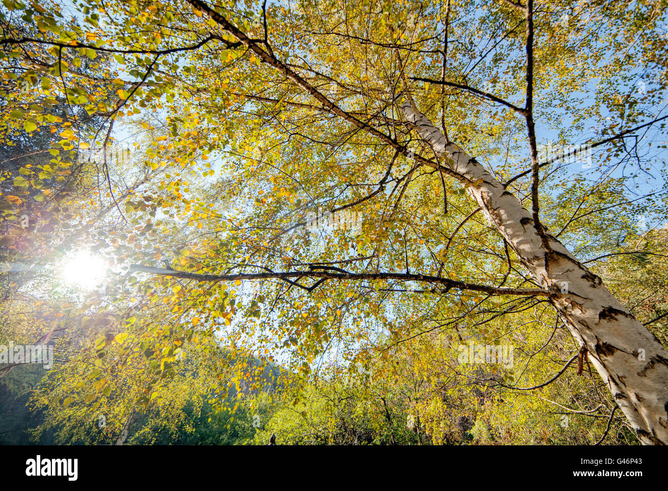Park with silver birch trees Stock Photo Alamy