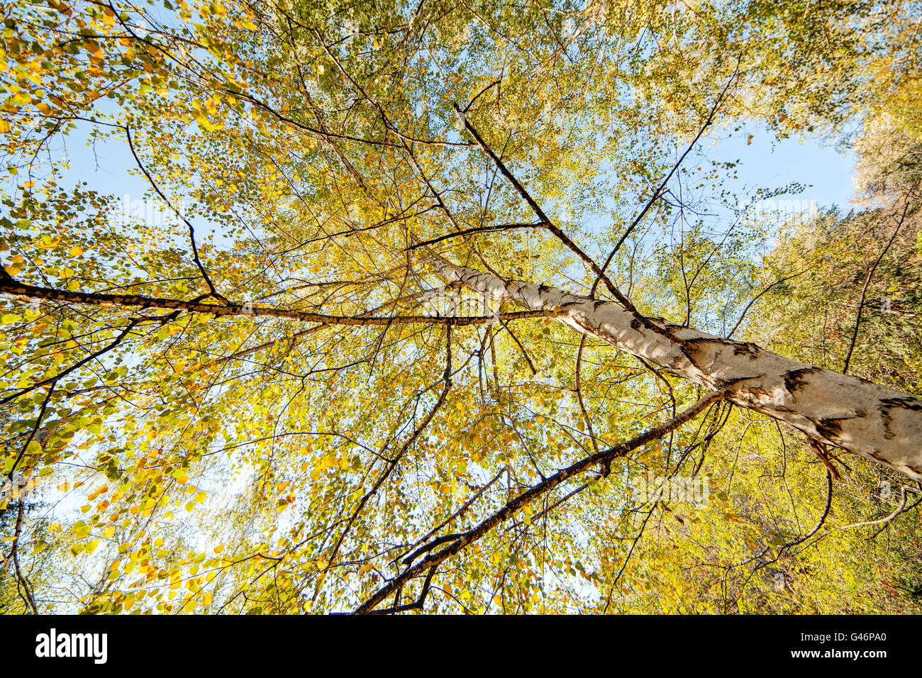 Park with silver birch trees Stock Photo Alamy