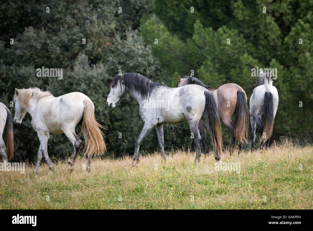 Group of young spanish breed stallion in Spain Stock Photo
