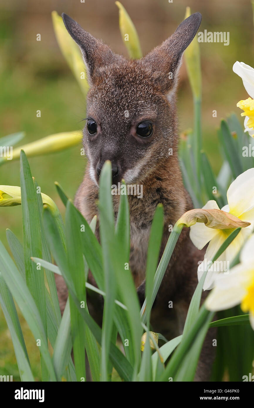 Wallaby joey Pip plays amongst the daffodils at ZSL Whipsnade Zoo, Dunstable, Bedfordshire. Stock Photo