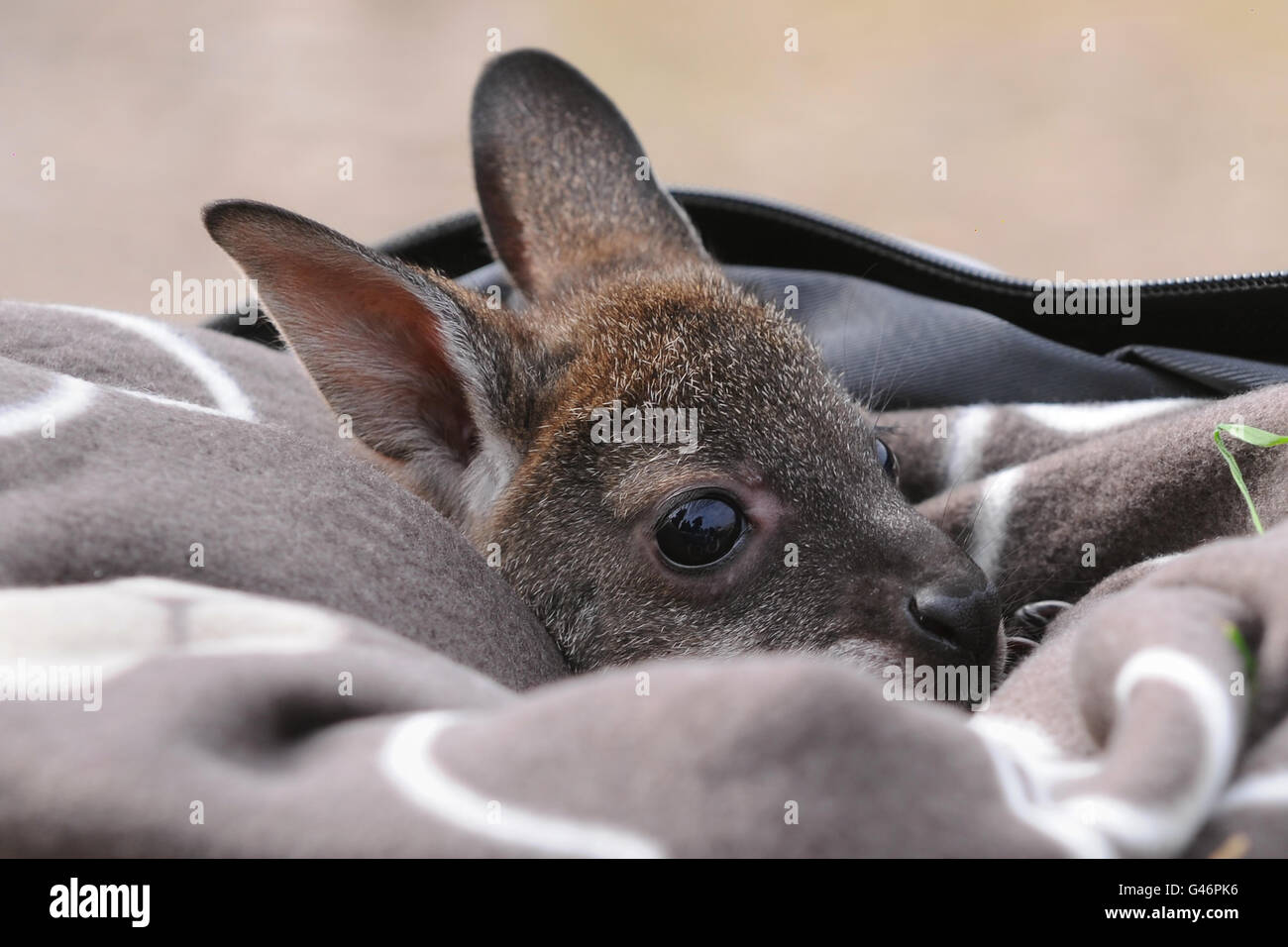 Wallaby joey Pip peeks out of her rucksack at ZSL Whipsnade Zoo, Dunstable, Bedfordshire. Stock Photo