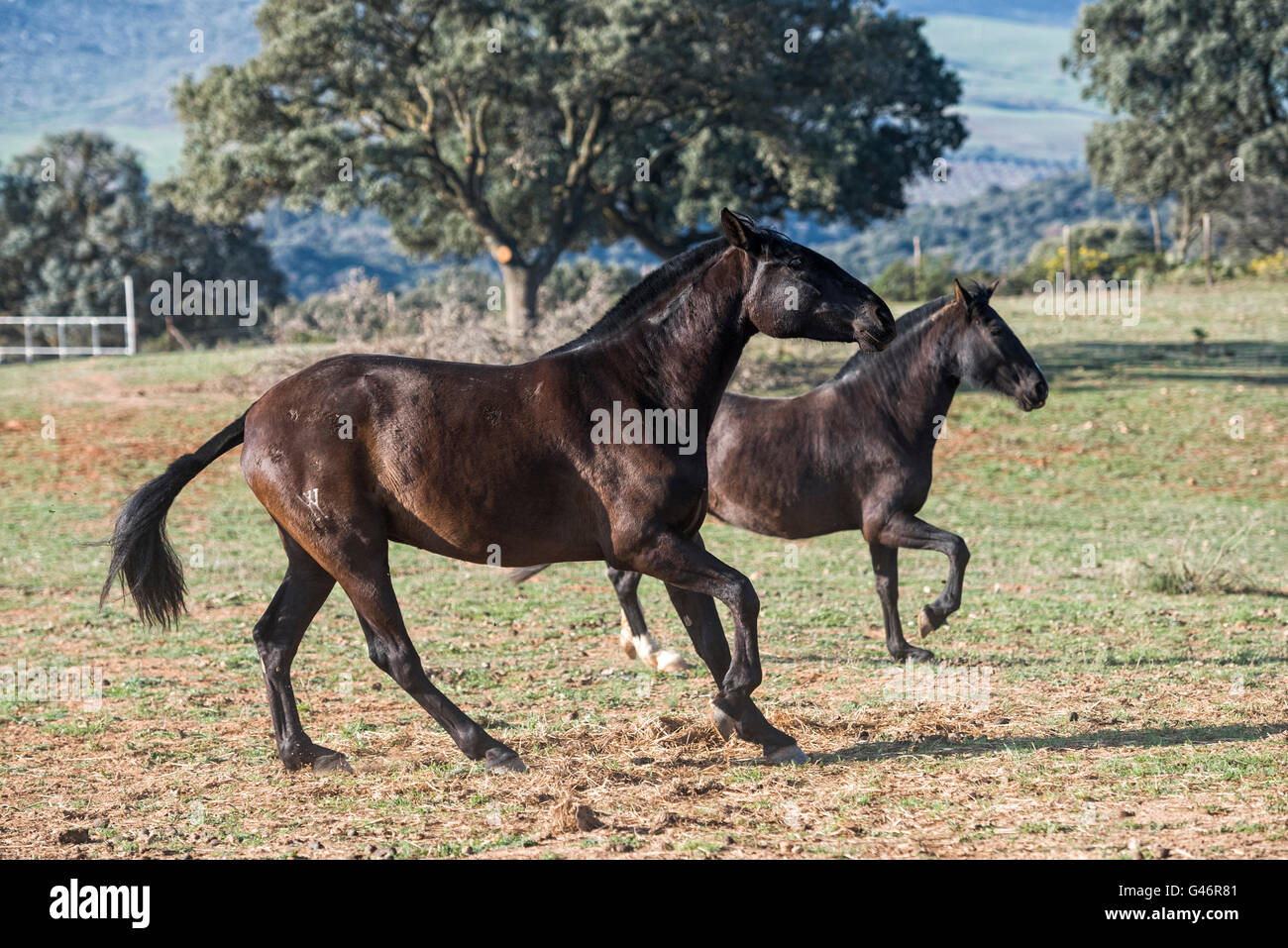 Group of spanish breed mare in Spain Stock Photo