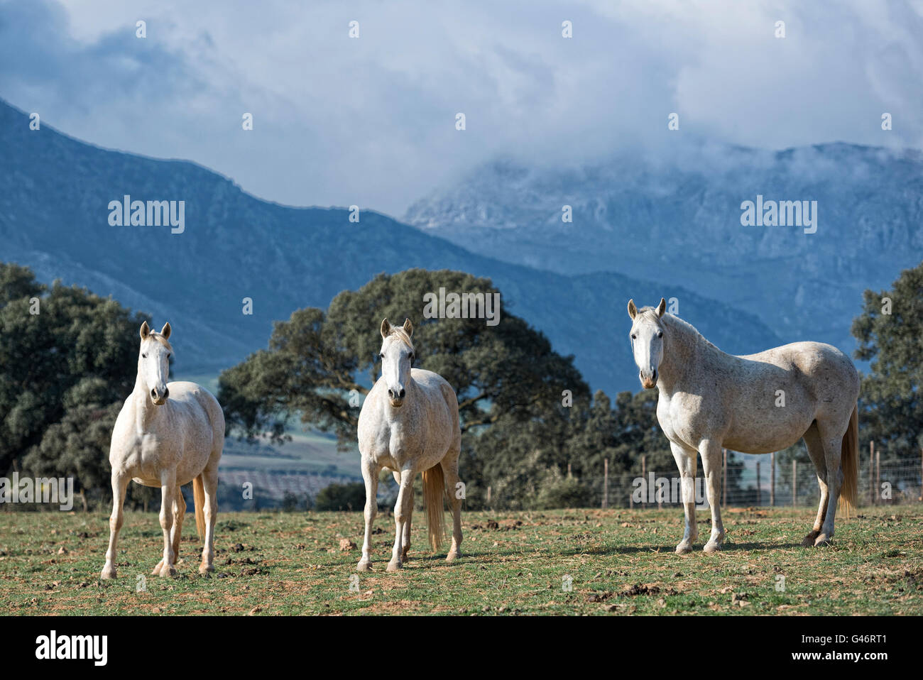 Group of white Spanish mare Stock Photo
