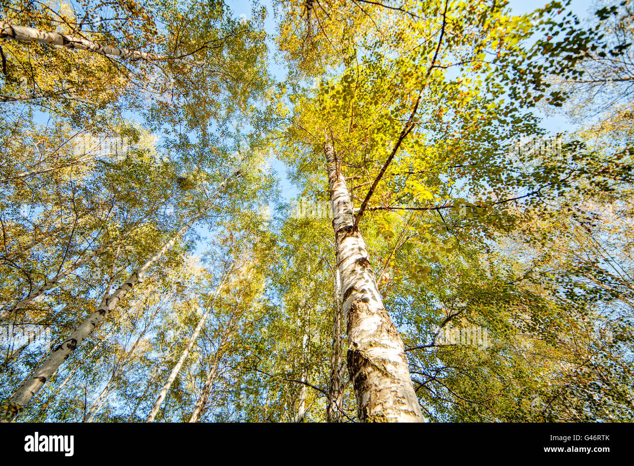 Park with silver birch trees Stock Photo Alamy